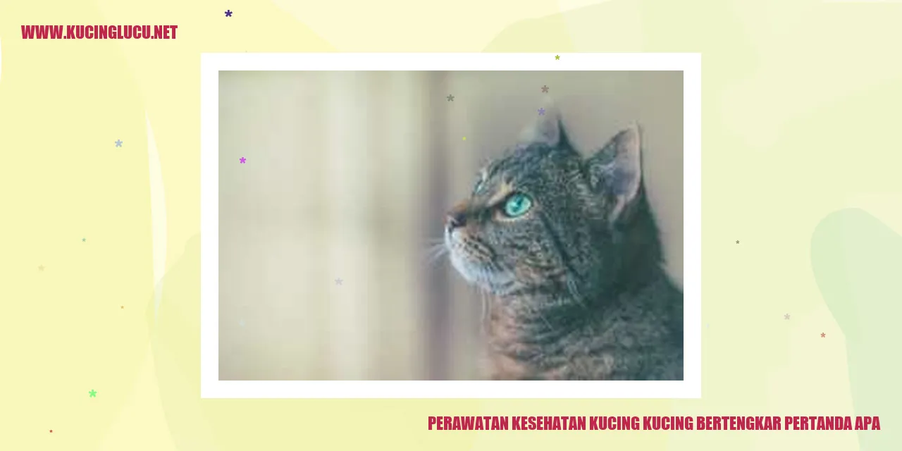 dua kucing bertengkar di atas kursi