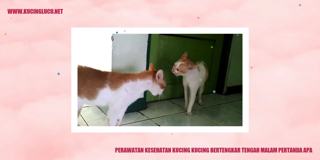 Kucing Sering Bertengkar di Tengah Malam