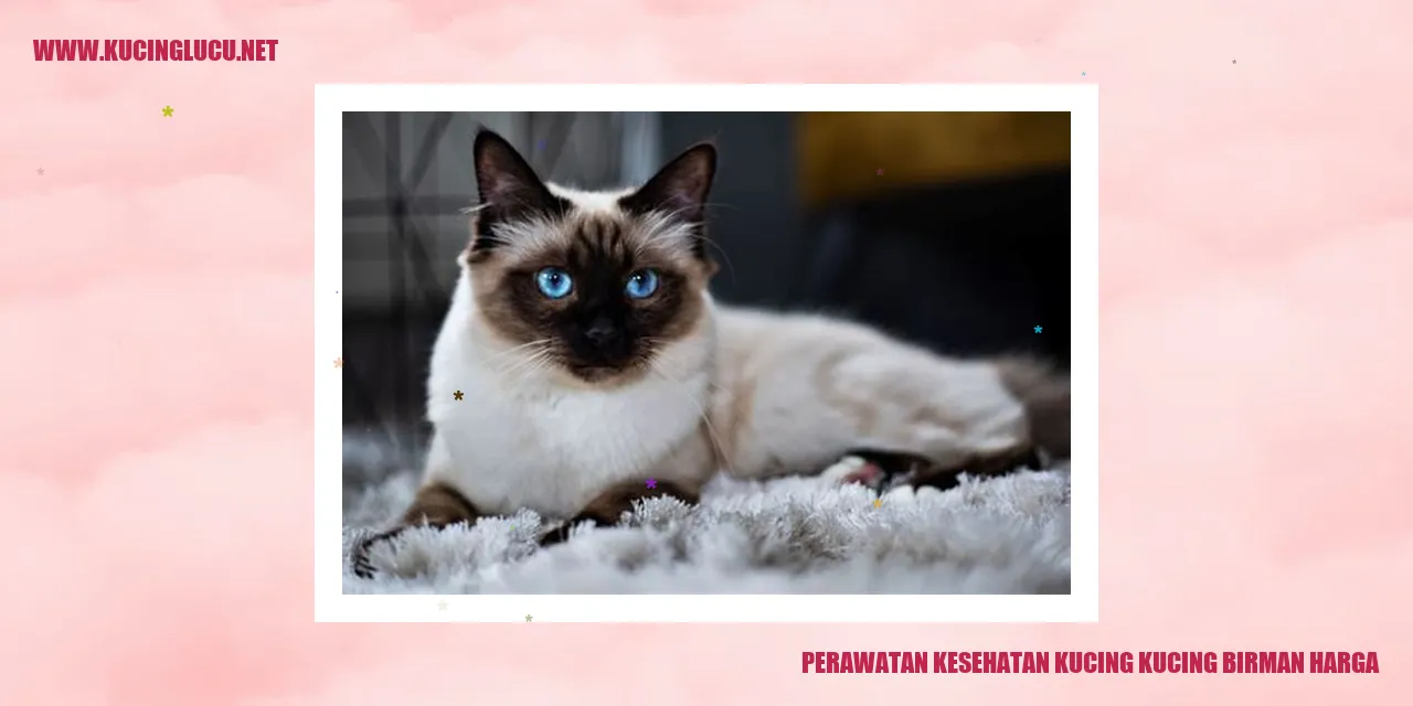 Kucing Birman