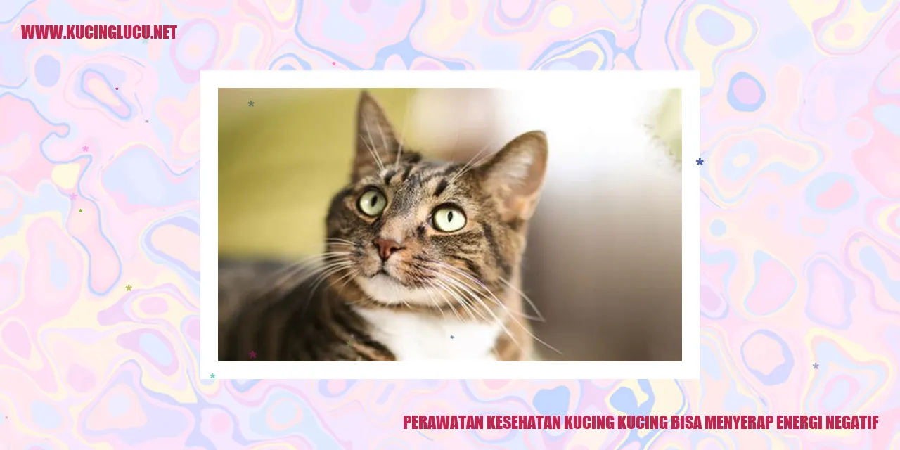 Perawatan Kesehatan Kucing