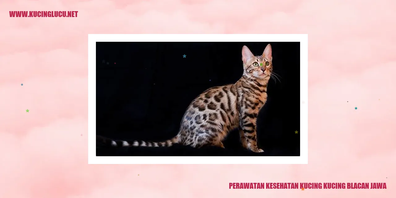 Kucing Blacan Jawa