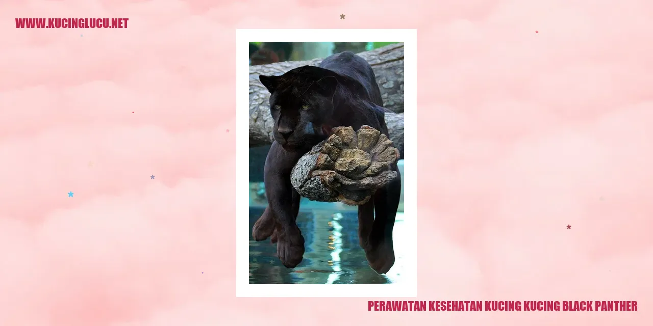 Perawatan Kesehatan Kucing Black Panther