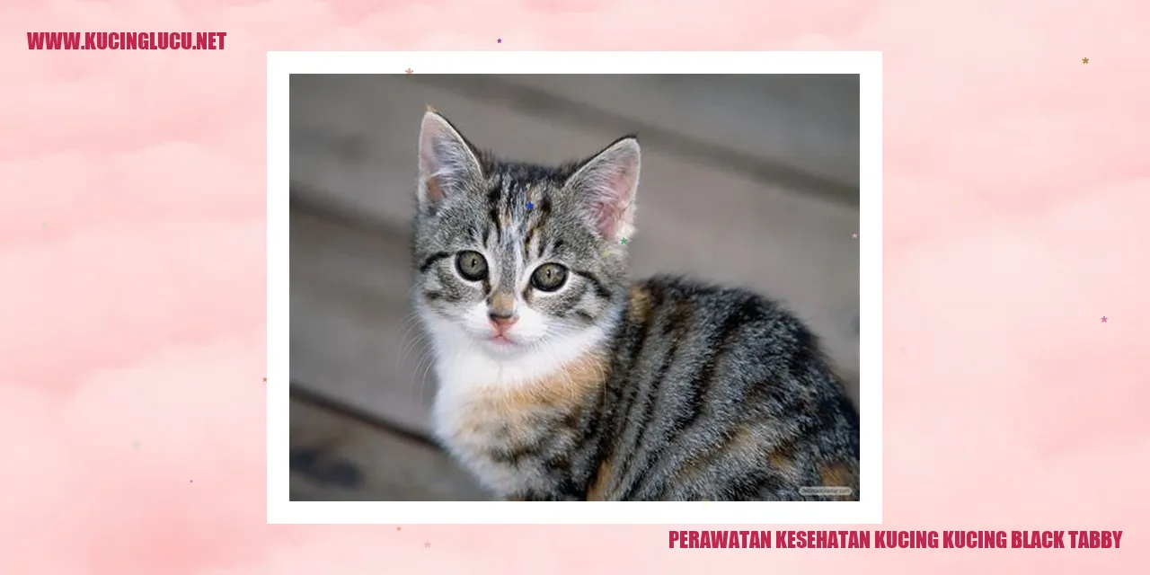 Perawatan Kesehatan Kucing Tabby Hitam
