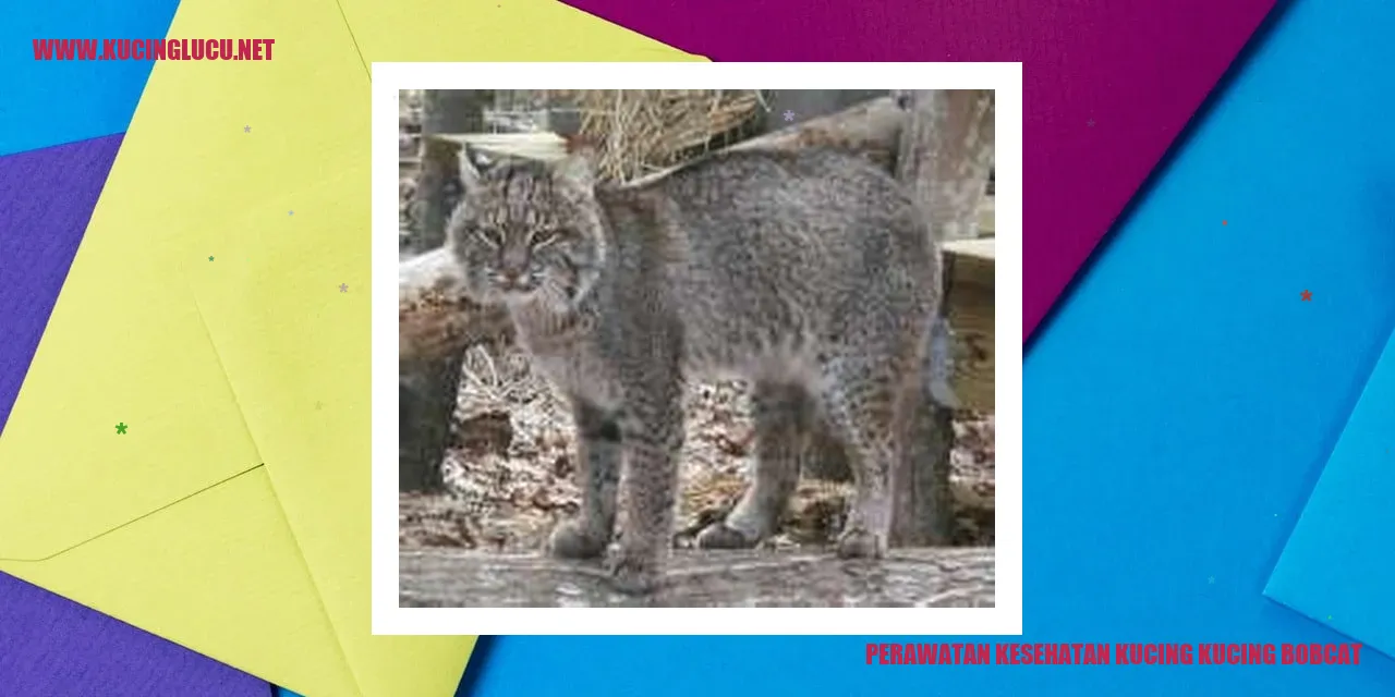 Perawatan Kesehatan Kucing Bobcat
