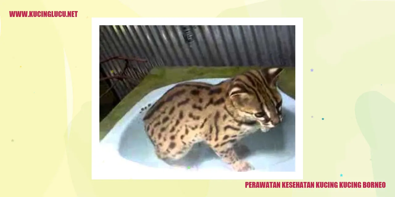 Perawatan Kesehatan Kucing Borneo