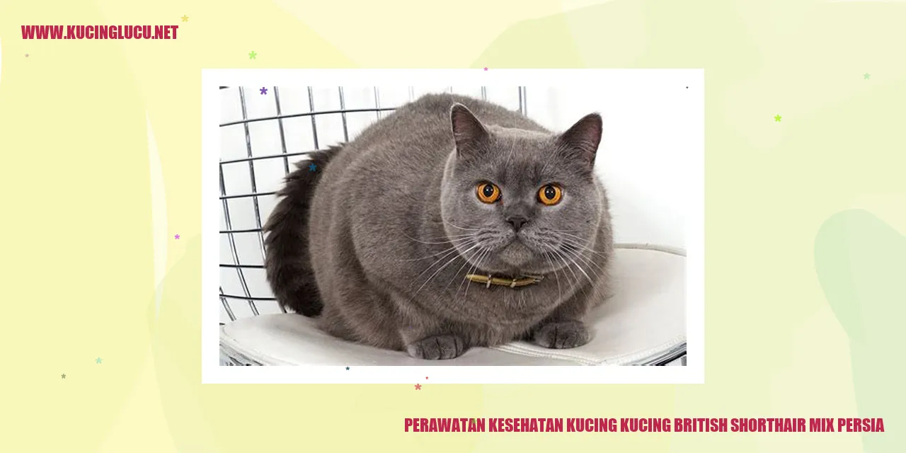 Perawatan kesehatan kucing British Shorthair Mix Persia