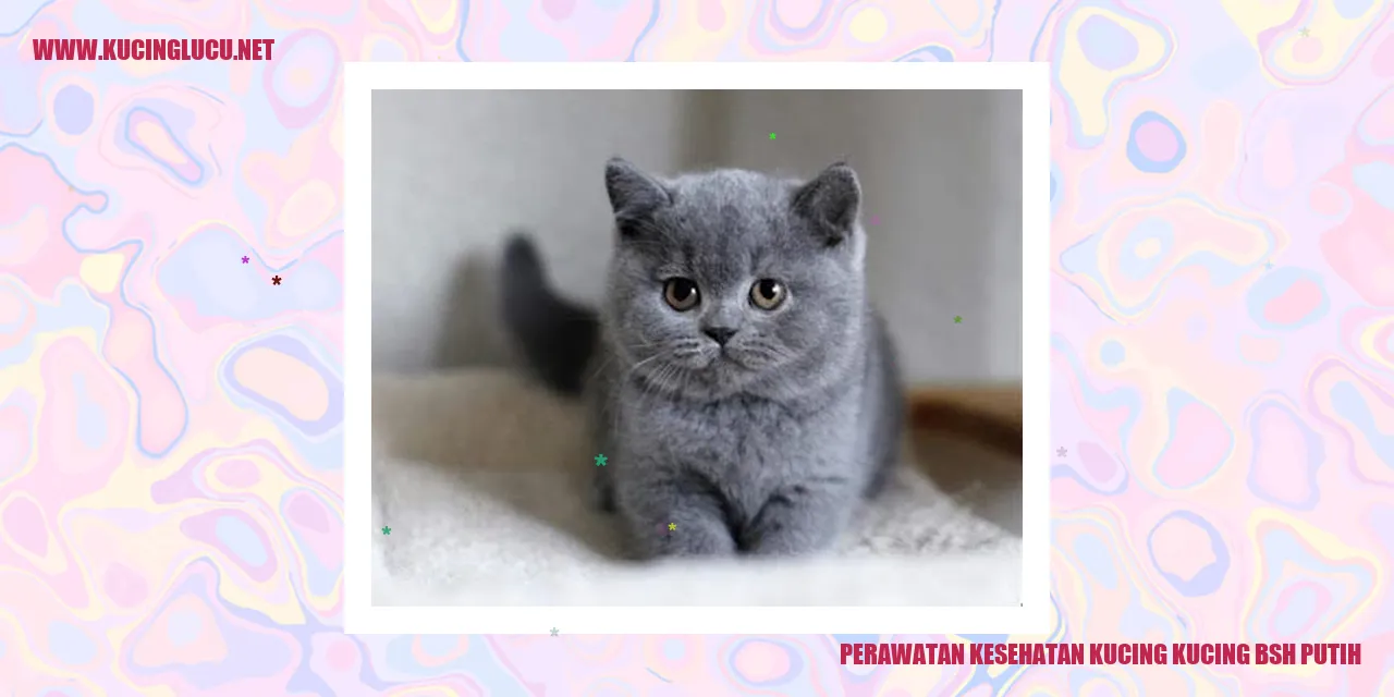 Perawatan Kesehatan Kucing BSH Putih