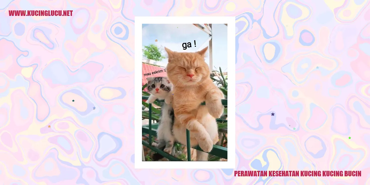 Perawatan Kesehatan Kucing Kucing Bucin