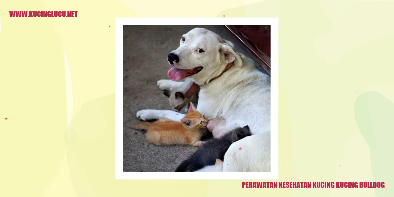 Perawatan Kesehatan Kucing Bulldog