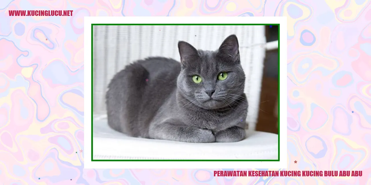 Gambar Kucing Bulu Abu-abu