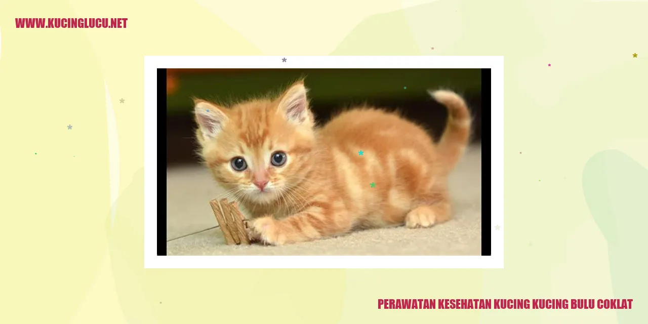 Gambar kucing bulu coklat
