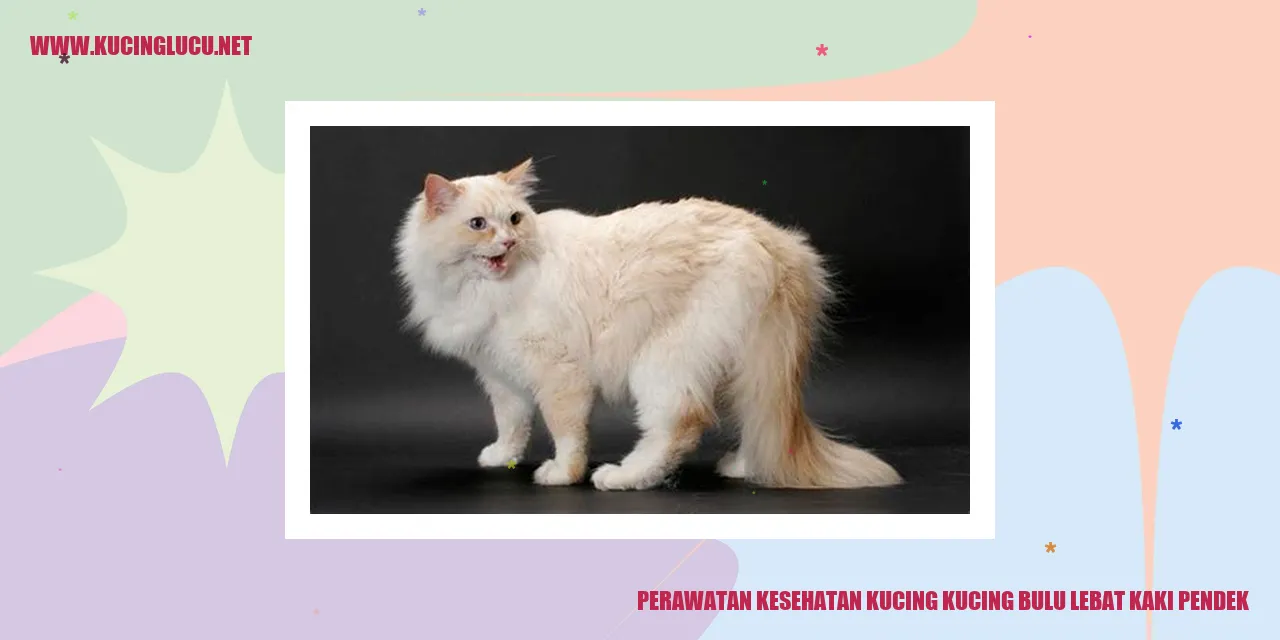 Kucing dengan bulu lebat dan kaki pendek