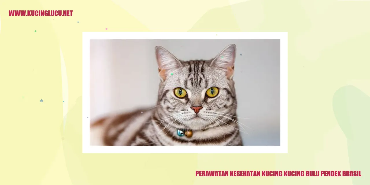 Kucing Bulu Pendek Brasil
