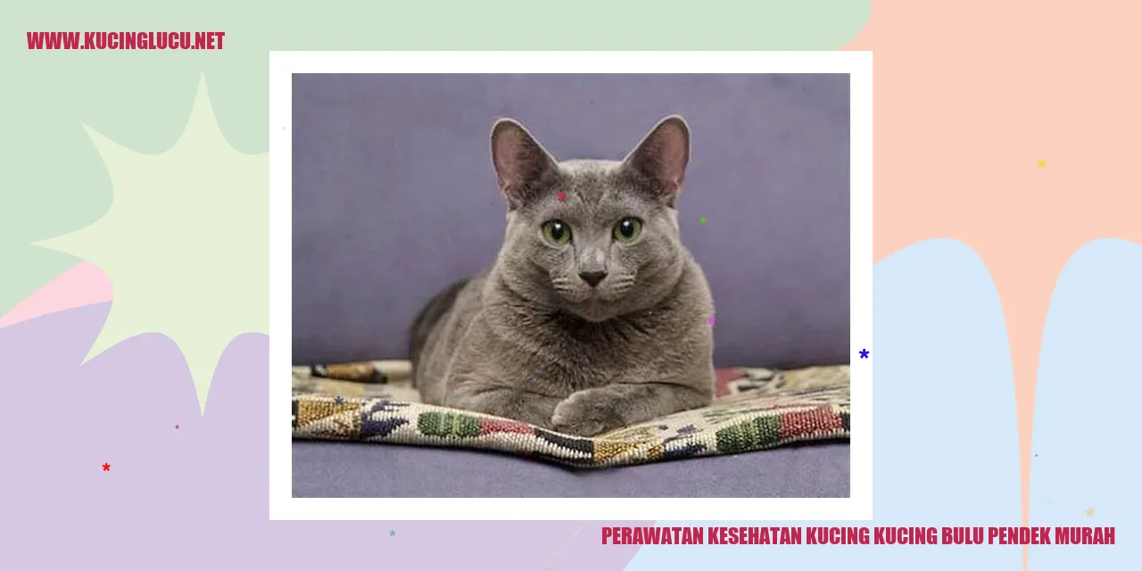 Gambar Kucing Bulu Pendek