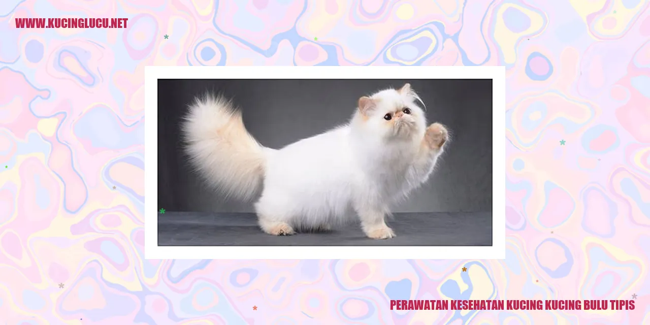 Perawatan Kesehatan Kucing Bulu Tipis