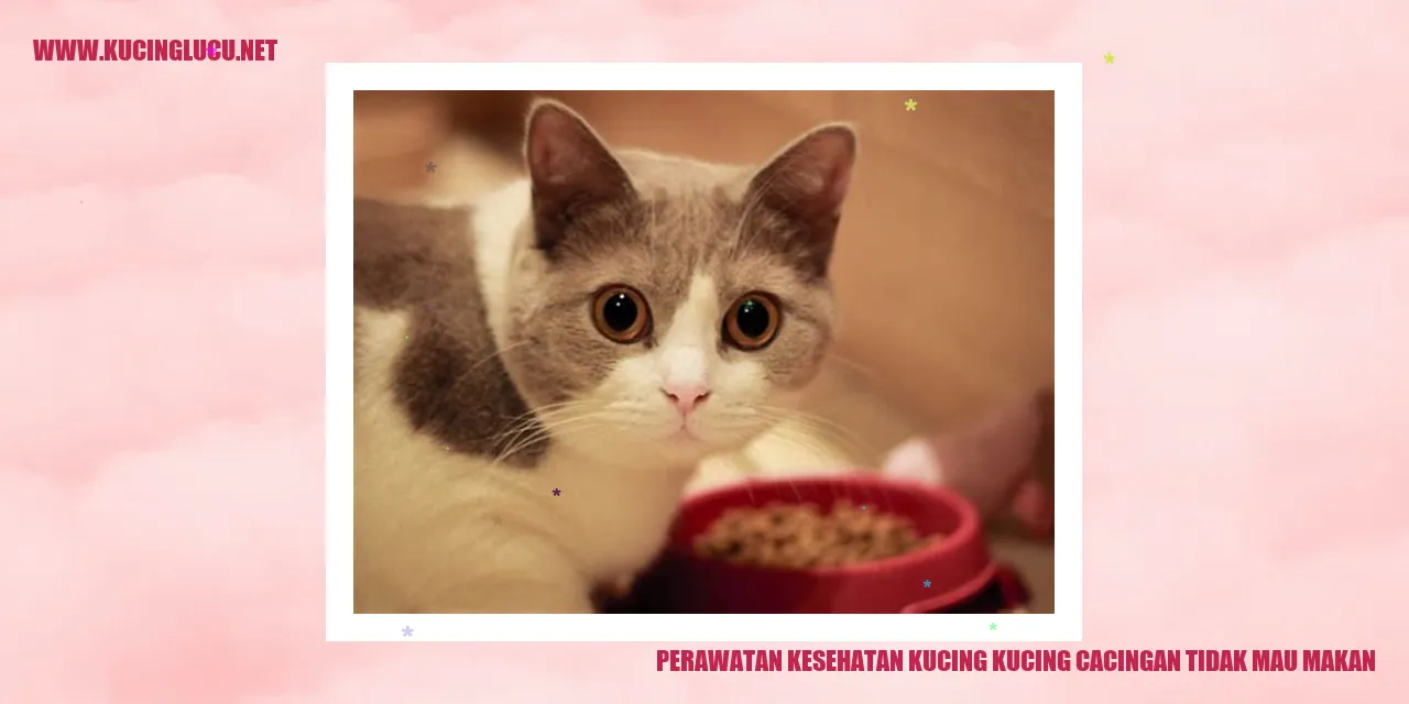 Perawatan Kesehatan Kucing