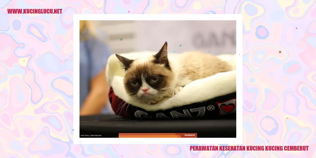 Perawatan Kesehatan Kucing kucing cemberut