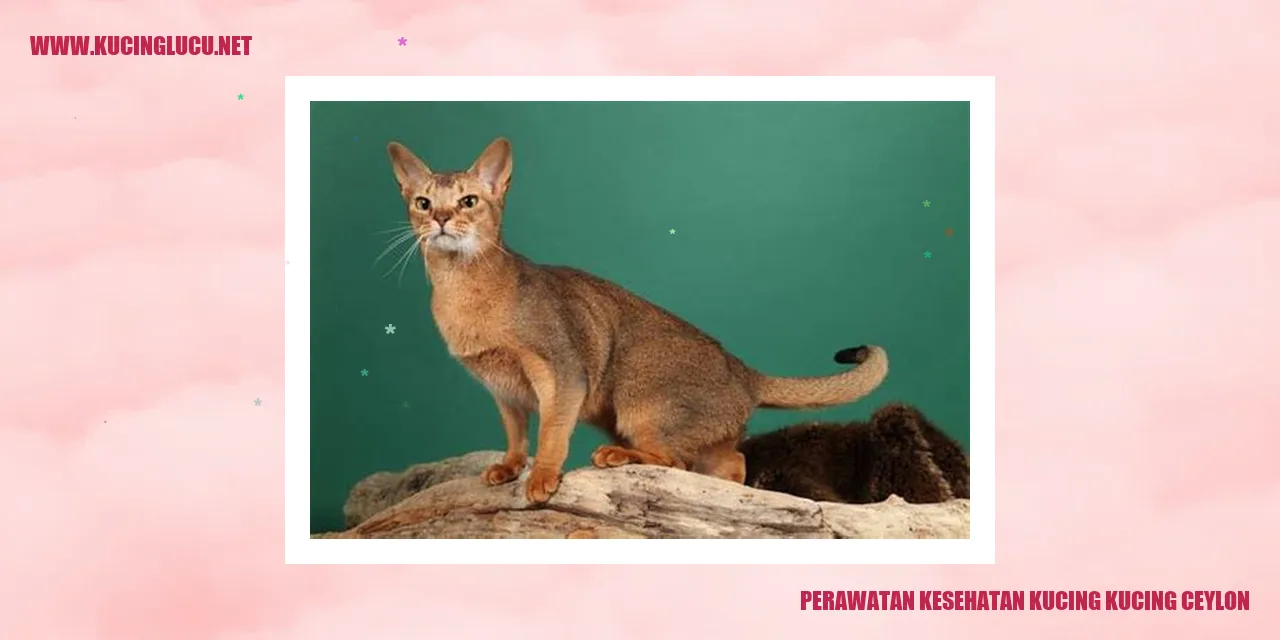 Kucing Ceylon