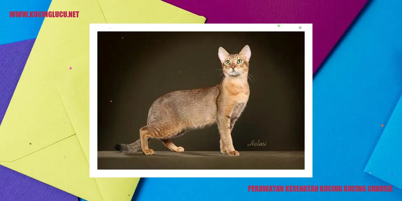 Kucing Chausie