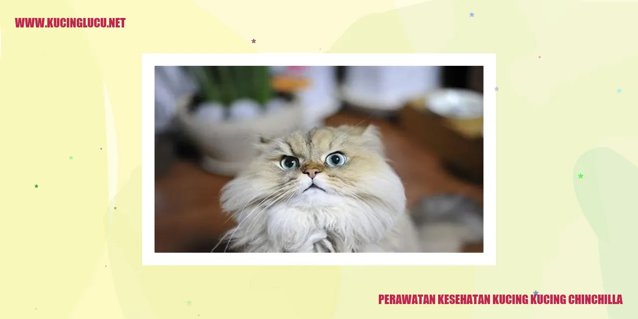 Gambar Kucing Chinchilla