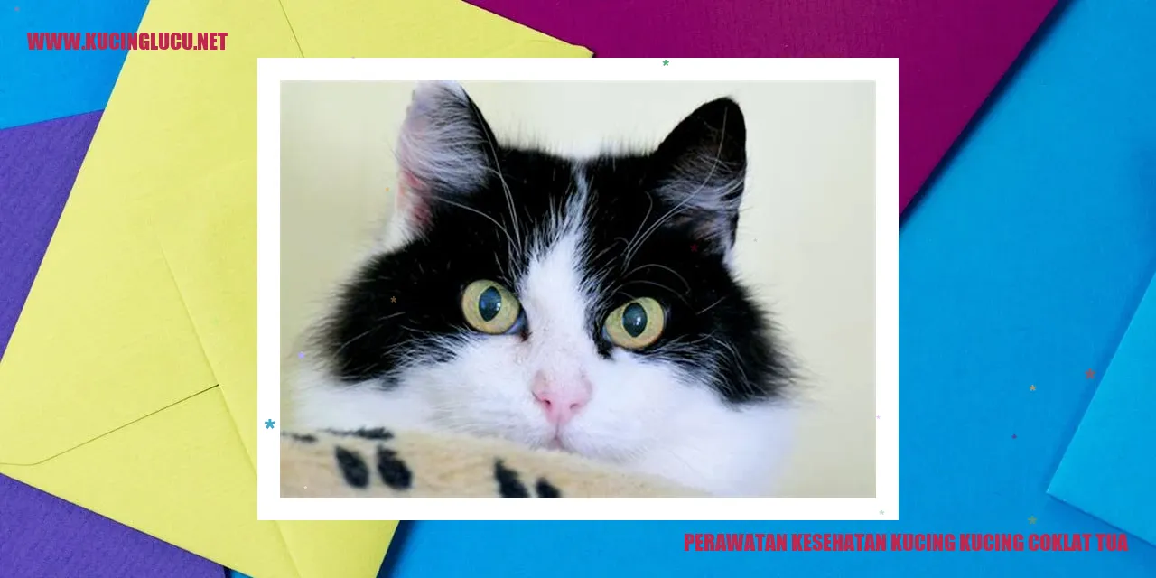 Gambar seekor kucing coklat tua