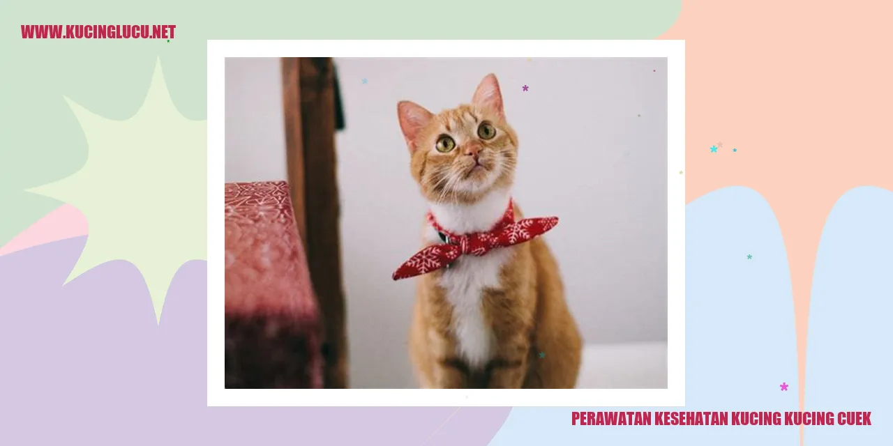 Kucing cuek