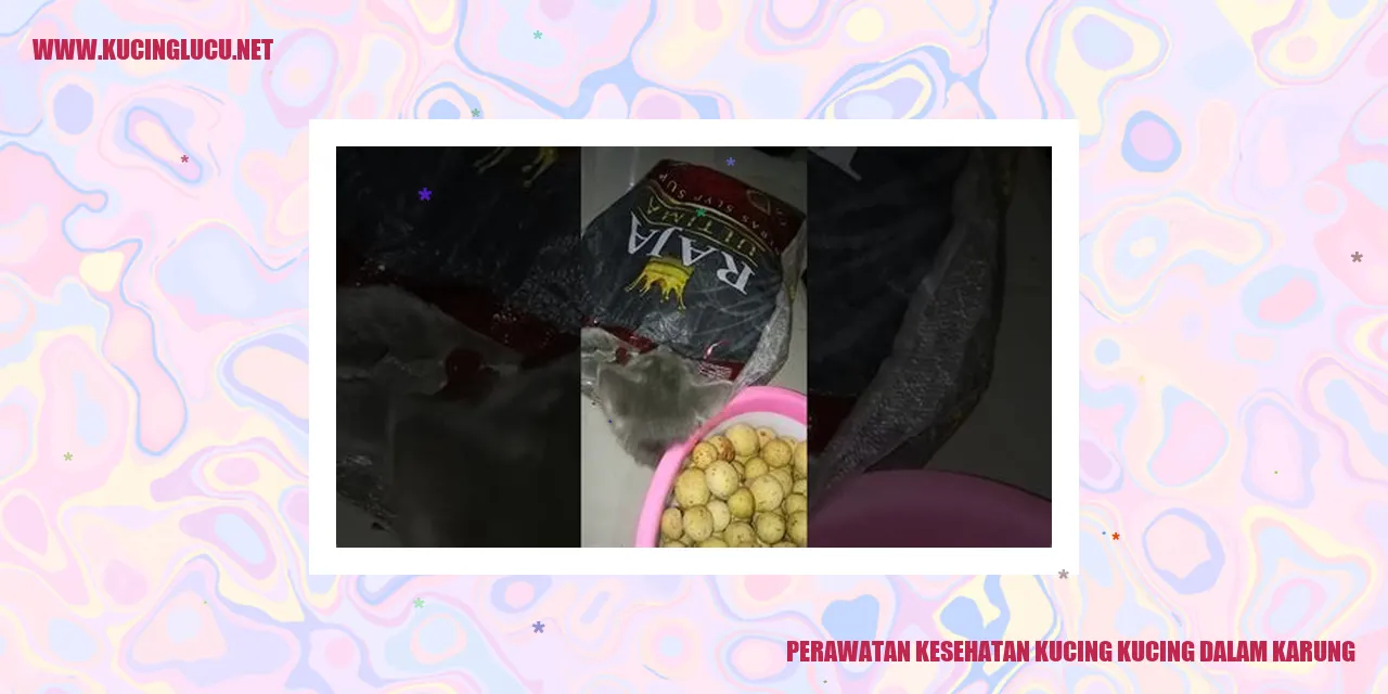 Perawatan-Kesehatan-Kucing-kucing-dalam-karung