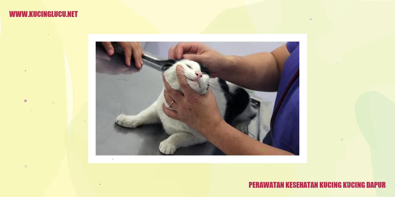 Perawatan Kesehatan Kucing Kucing Dapur