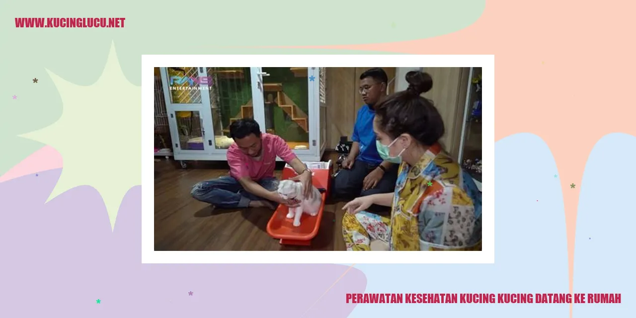 Gambar kucing sehat