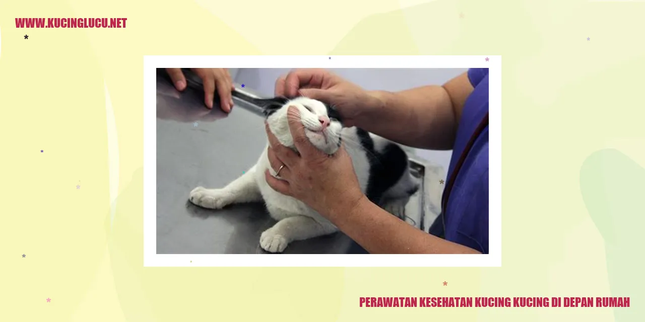 Gambar Kucing di Depan Rumah