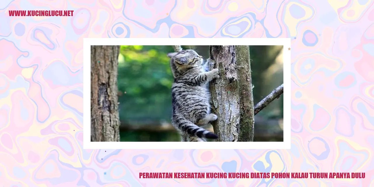 Perawatan Kesehatan Kucing