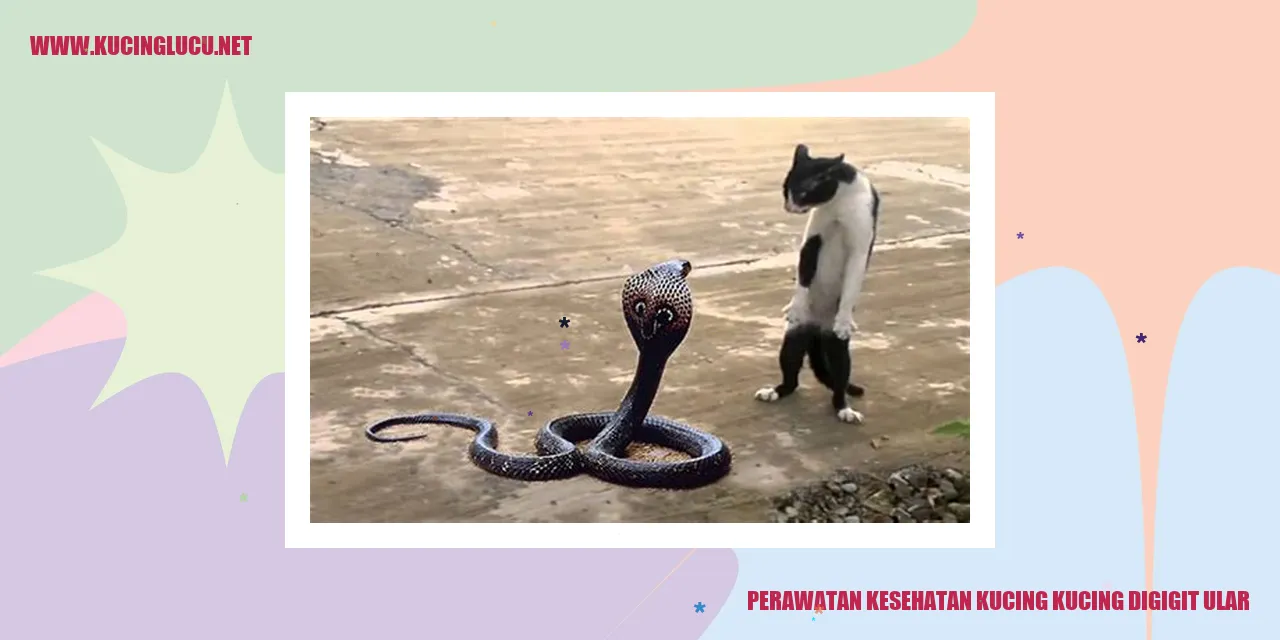 Gambar Kucing