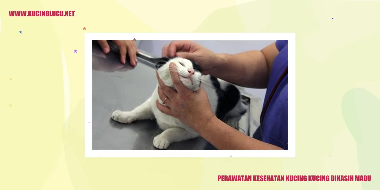 Perawatan Kesehatan Kucing dengan Madu