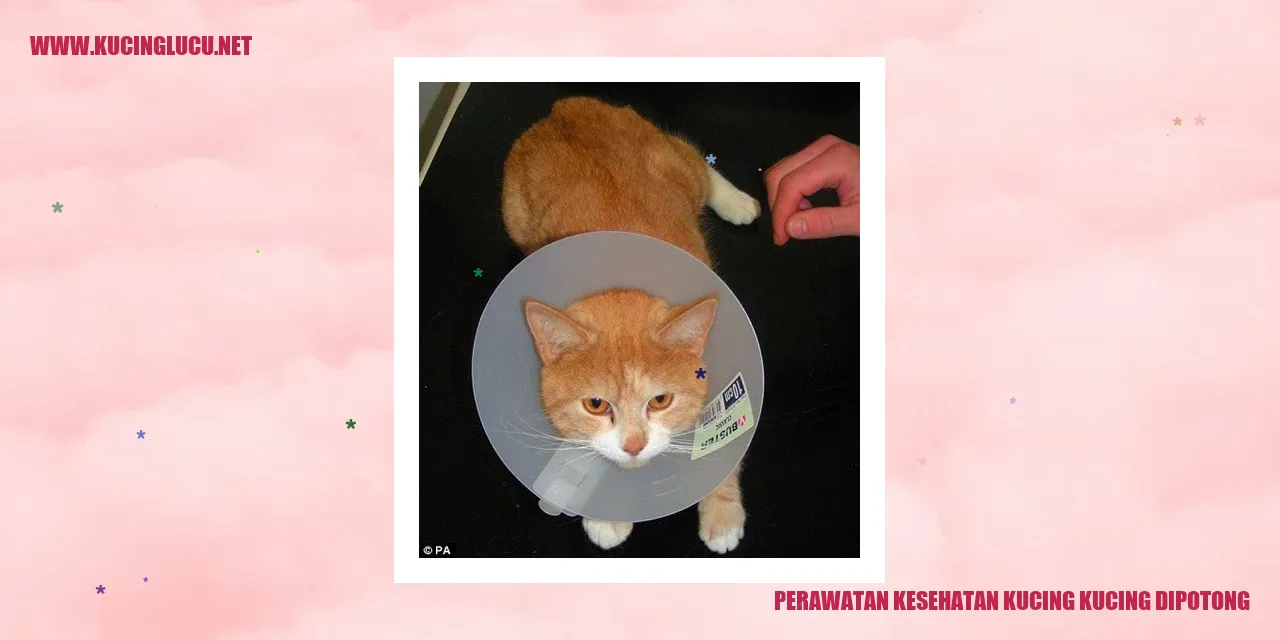 Gambar: Kucing yang Dipotong Kuku