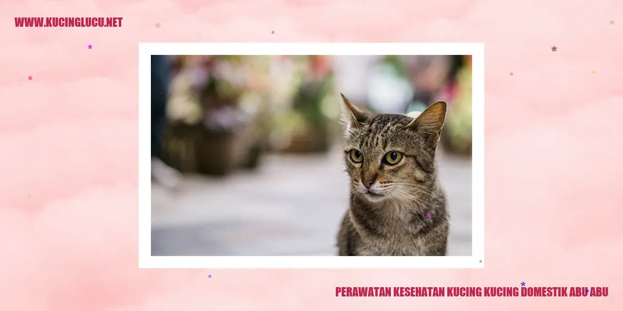 Kucing Domestik Abu-abu