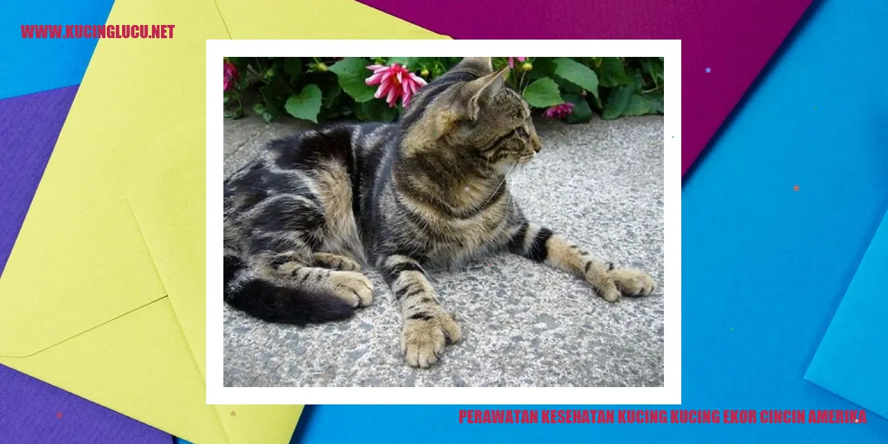 Gambar Kucing Ekor Cincin Amerika