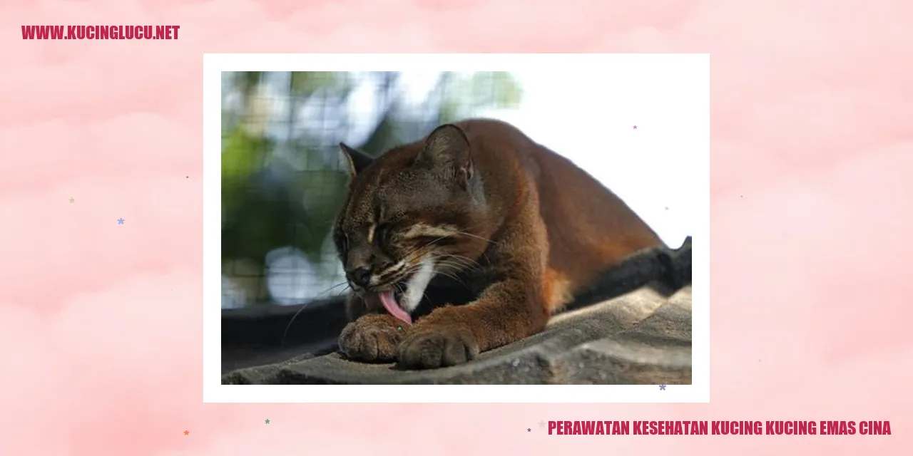 Perawatan Kesehatan Kucing