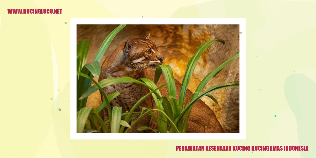 Perawatan Kesehatan Kucing Kucing Emas Indonesia