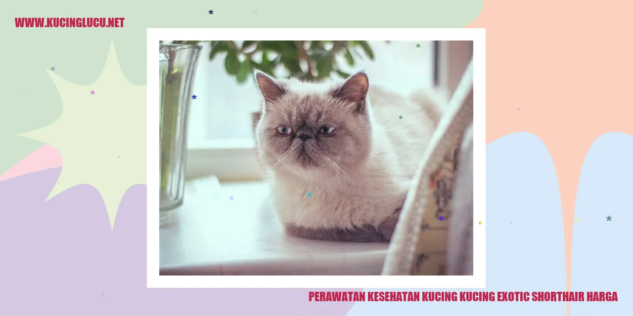 Perawatan Kesehatan Kucing Exotic Shorthair
