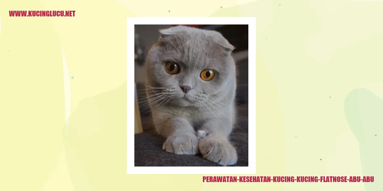 Perawatan Kesehatan Kucing Flatnose Abu-abu