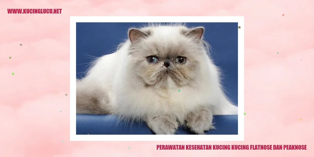 Kucing Flatnose dan Peaknose