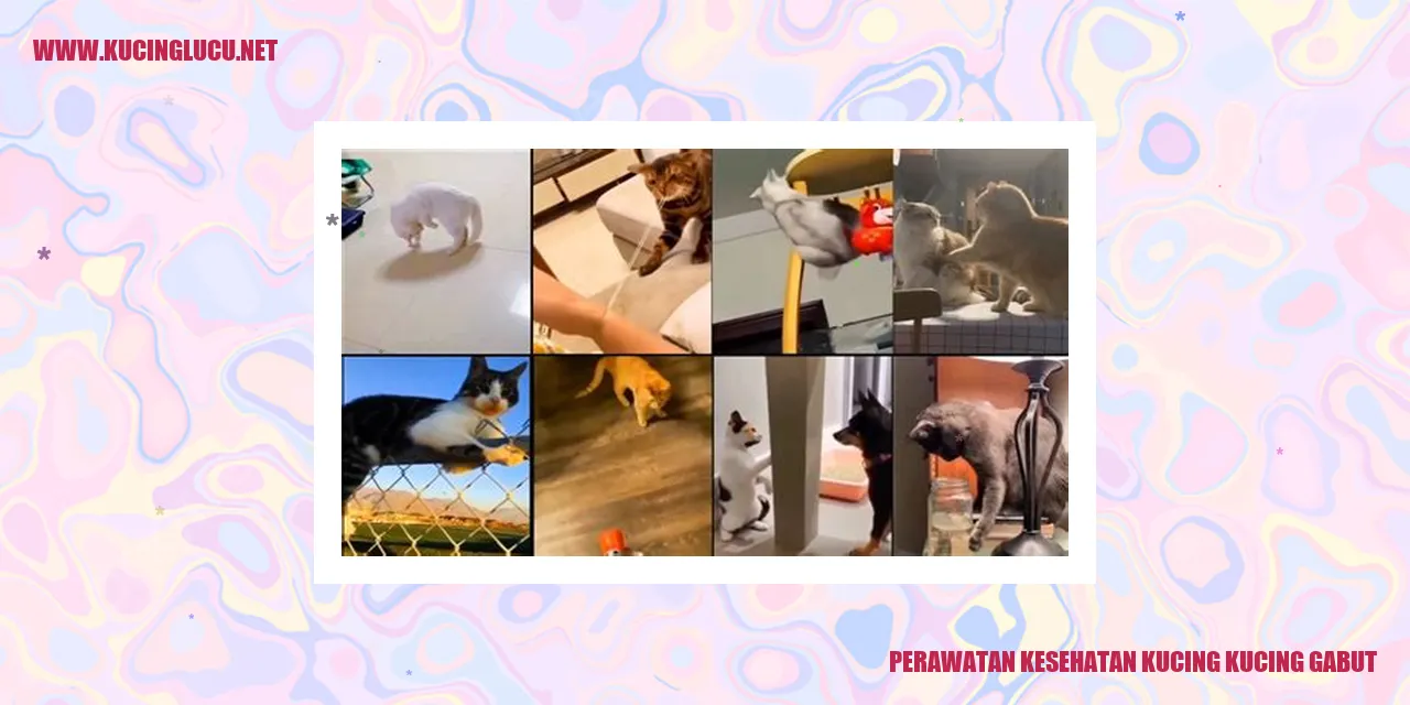 Perawatan Kesehatan Kucing