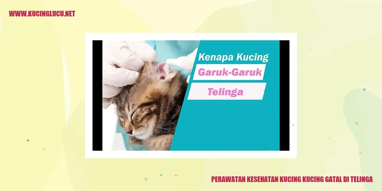 Perawatan Kucing Gatal di Telinga