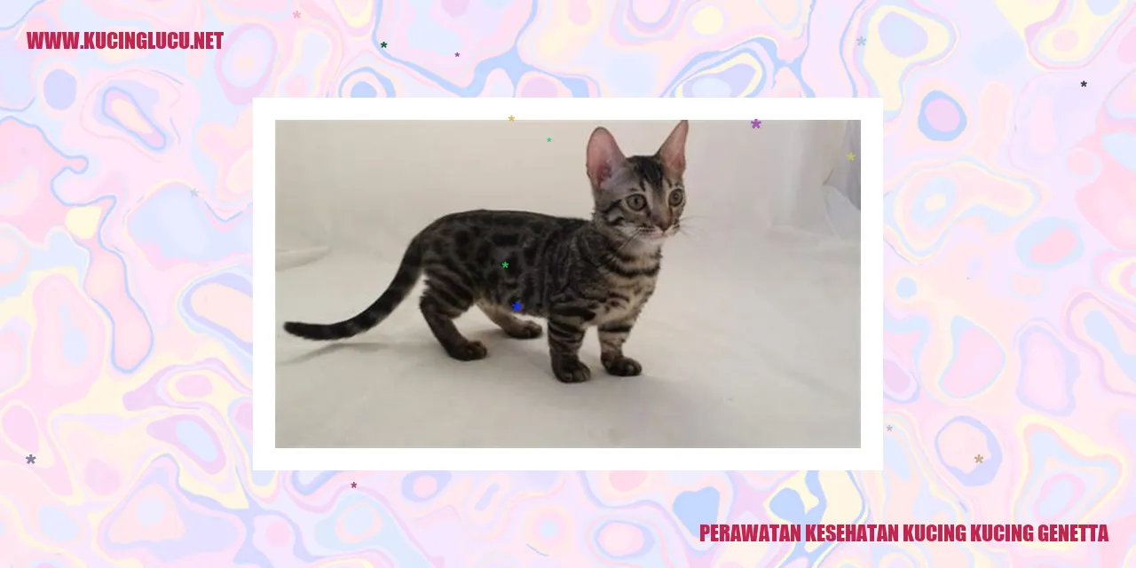 Kucing Genetta