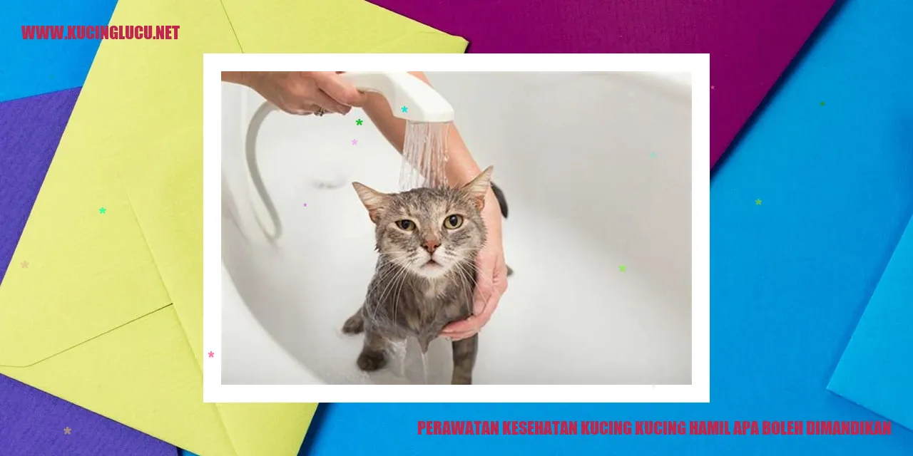 Gambar Kucing Hamil