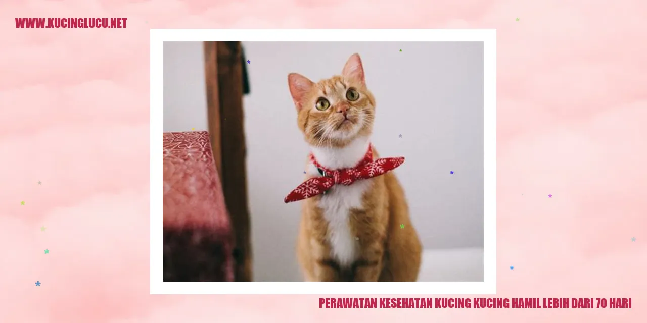 Gambar Kucing Sedang Hamil