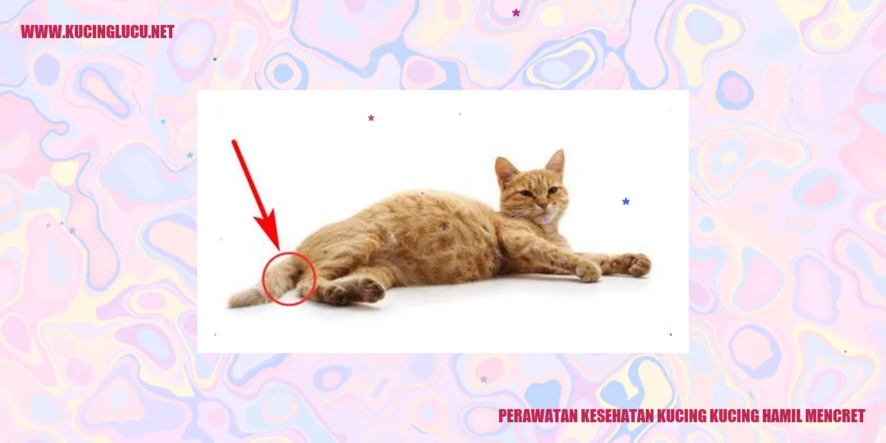 Perawatan Kesehatan Kucing yang Sedang Hamil dan Mengalami Gangguan Pencernaan