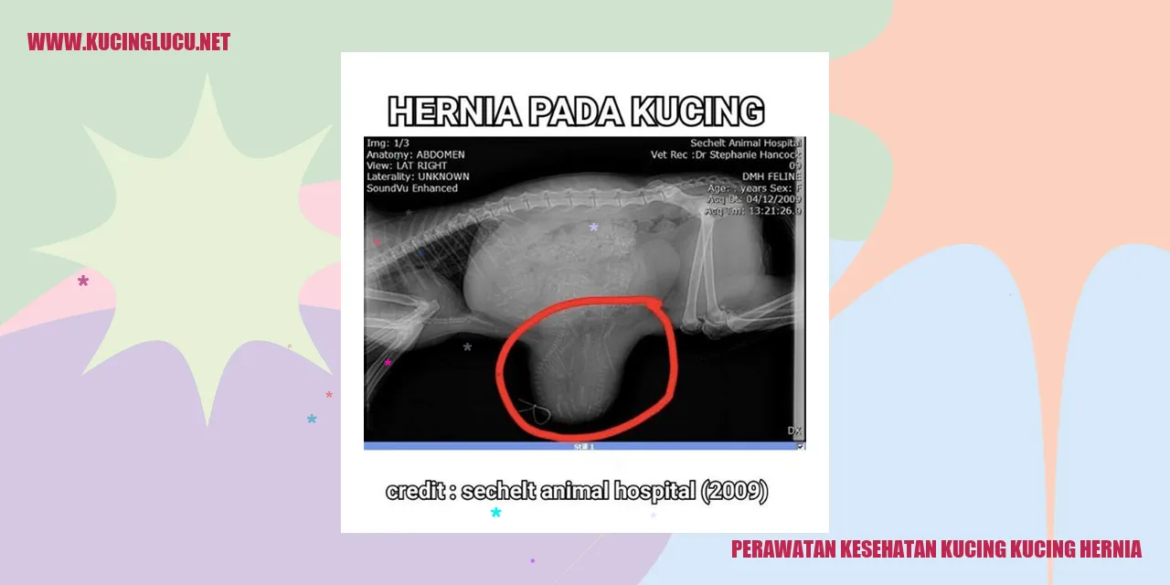Perawatan%20Kesehatan%20Kucing%20kucing%20hernia