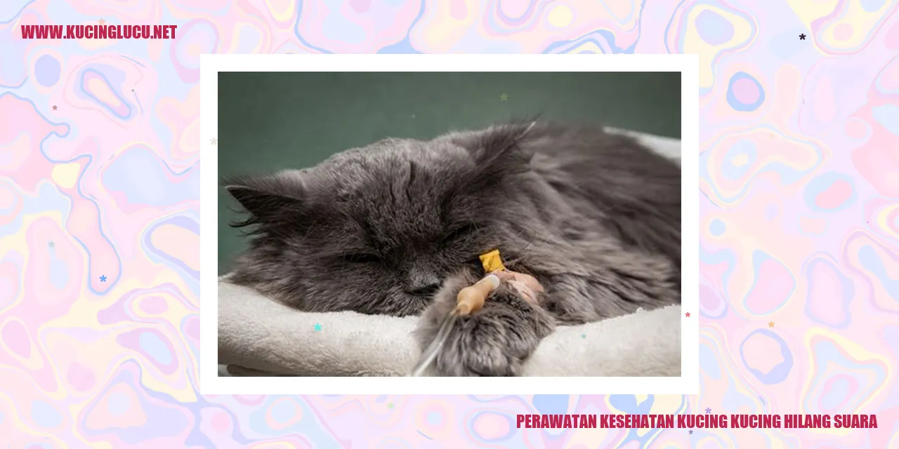 Perawatan Kesehatan Kucing kucing hilang suara