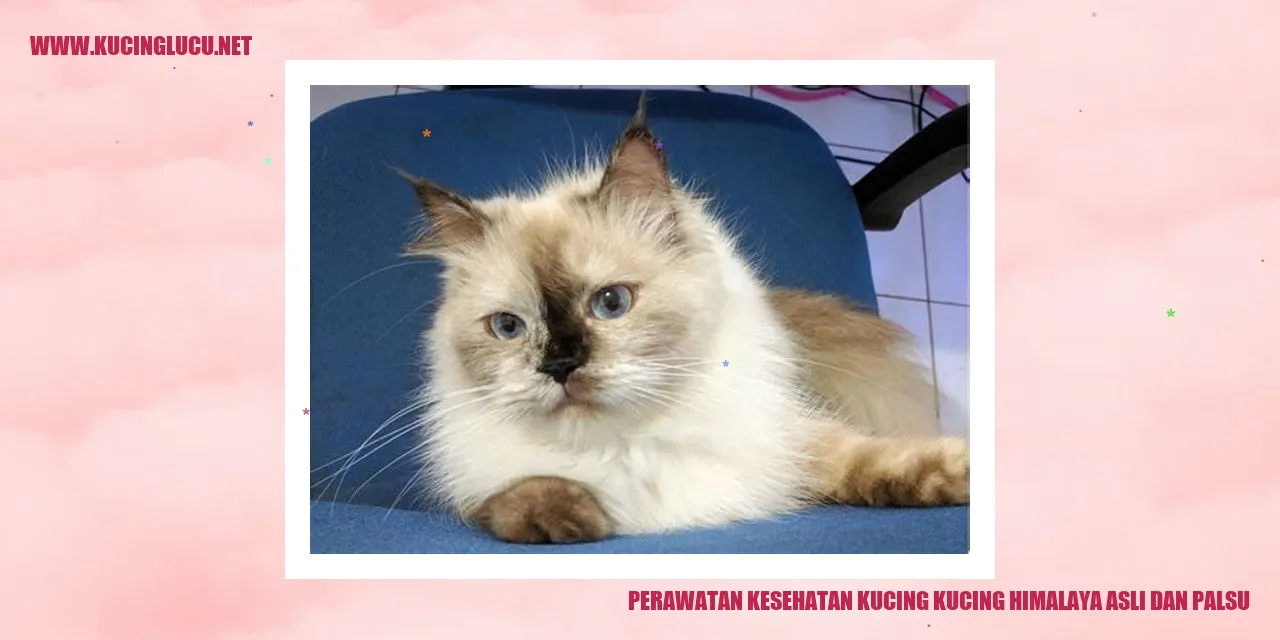 Perawatan Kesehatan Kucing Himalaya